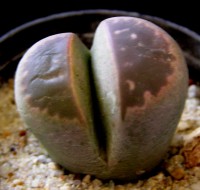 Lithops olivacea